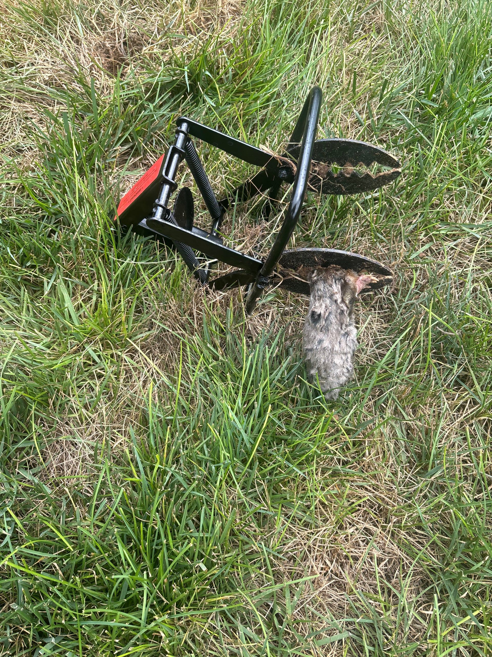 Professional mole traps set in an O'Fallon, IL residential lawn for effective mole removal